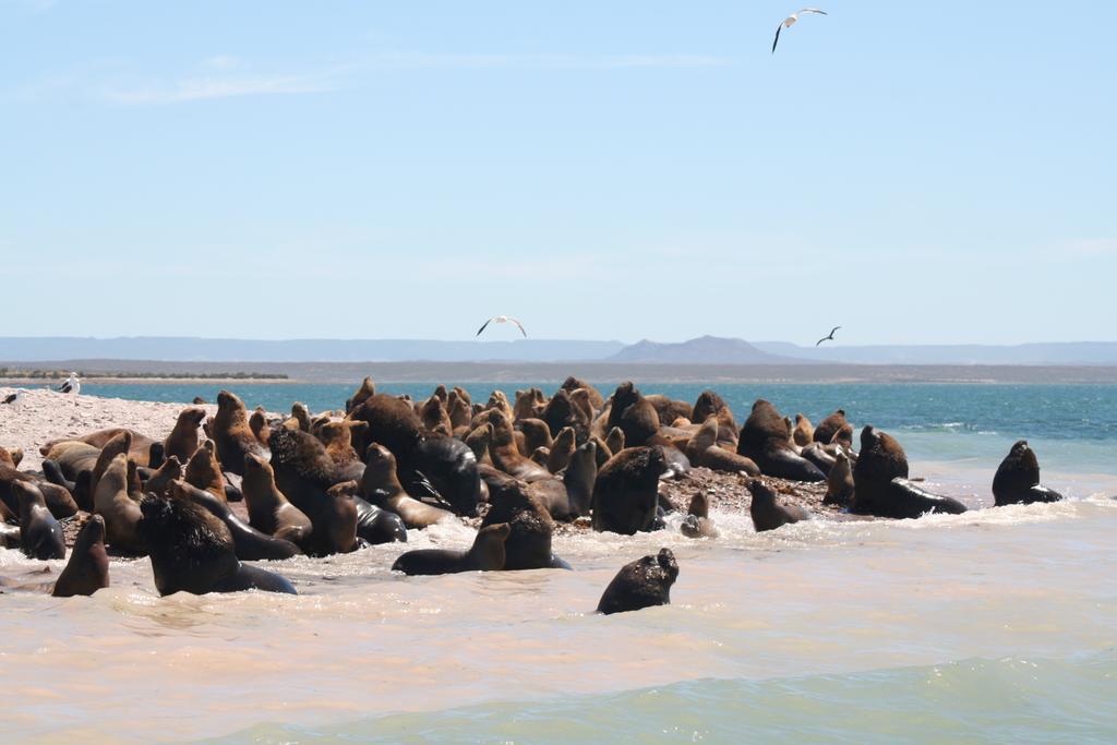 Bahia Bustamante Lodge Dış mekan fotoğraf